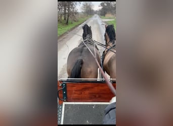 Hongaars sportpaard, Ruin, 5 Jaar, 170 cm, Donkerbruin