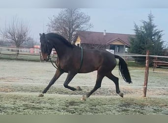 Hongaars sportpaard, Ruin, 5 Jaar, 170 cm, Donkerbruin
