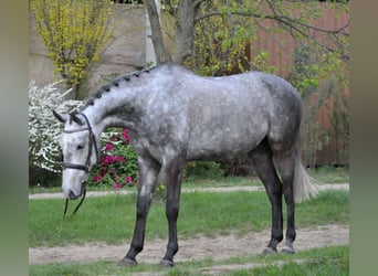 Hongaars sportpaard, Ruin, 5 Jaar, 170 cm
