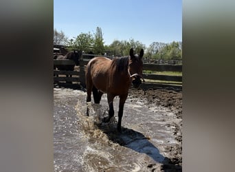 Hongaars sportpaard, Ruin, 5 Jaar, 176 cm, Bruin