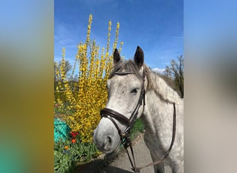 Hongaars sportpaard Mix, Ruin, 6 Jaar, 150 cm, Schimmel