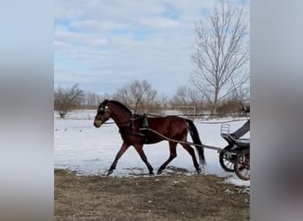 Hongaars sportpaard, Ruin, 6 Jaar, 152 cm, Roodbruin