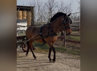 Hongaars sportpaard, Ruin, 6 Jaar, 152 cm, Roodbruin