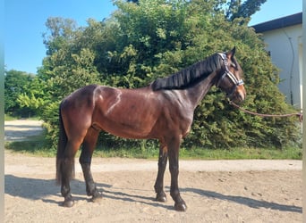 Hongaars sportpaard, Ruin, 6 Jaar, 163 cm, Donkerbruin