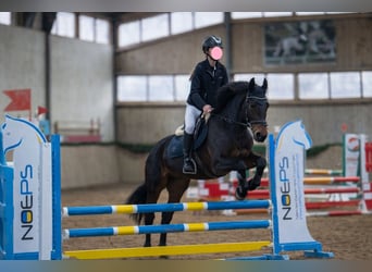 Hongaars sportpaard, Ruin, 6 Jaar, 164 cm, Donkerbruin