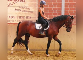 Hongaars sportpaard, Ruin, 6 Jaar, 164 cm