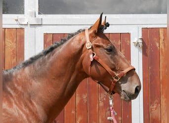 Hongaars sportpaard, Ruin, 6 Jaar, 164 cm