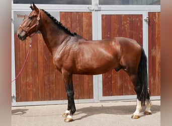 Hongaars sportpaard, Ruin, 6 Jaar, 164 cm
