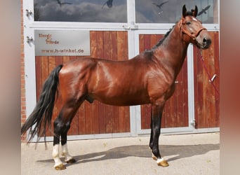 Hongaars sportpaard, Ruin, 6 Jaar, 164 cm