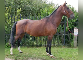 Hongaars sportpaard, Ruin, 6 Jaar, 164 cm