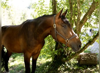 Hongaars sportpaard, Ruin, 6 Jaar, 165 cm, Bruin