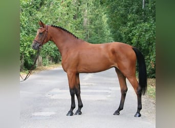 Hongaars sportpaard, Ruin, 6 Jaar, 165 cm, Roodbruin