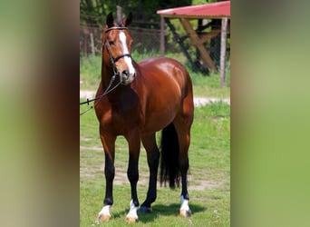 Hongaars sportpaard, Ruin, 6 Jaar, 165 cm, Roodbruin