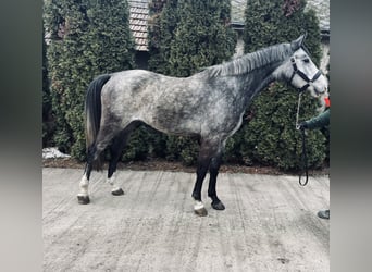 Hongaars sportpaard Mix, Ruin, 6 Jaar, 168 cm, Schimmel