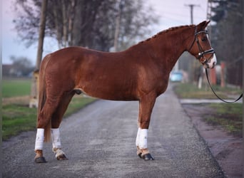 Hongaars sportpaard, Ruin, 7 Jaar, 148 cm, Donkere-vos