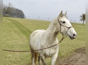 Hongaars sportpaard, Ruin, 7 Jaar, 155 cm, Schimmel