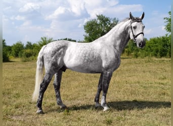 Hongaars sportpaard, Ruin, 7 Jaar, 163 cm, Schimmel