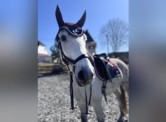 Hongaars sportpaard Mix, Ruin, 7 Jaar, 165 cm, Appelschimmel