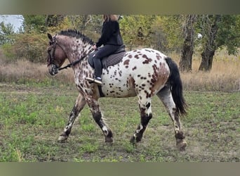 Hongaars sportpaard, Ruin, 7 Jaar, 169 cm, Appaloosa