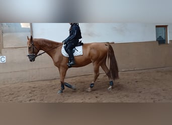 Hongaars sportpaard, Ruin, 7 Jaar, 172 cm, Vos