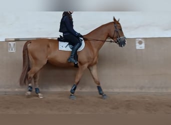 Hongaars sportpaard, Ruin, 7 Jaar, 172 cm, Vos