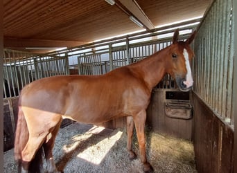 Hongaars sportpaard, Ruin, 7 Jaar, 172 cm, Vos