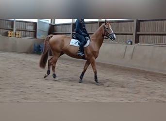 Hongaars sportpaard, Ruin, 7 Jaar, 172 cm, Vos