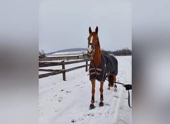 Hongaars sportpaard, Ruin, 7 Jaar, 172 cm, Vos