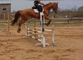 Hongaars sportpaard, Ruin, 7 Jaar, 172 cm, Vos