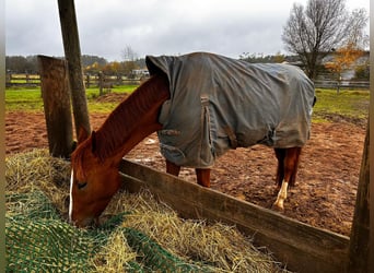Hongaars sportpaard, Ruin, 7 Jaar, 172 cm, Vos