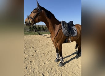 Hongaars sportpaard, Ruin, 7 Jaar, Bruin