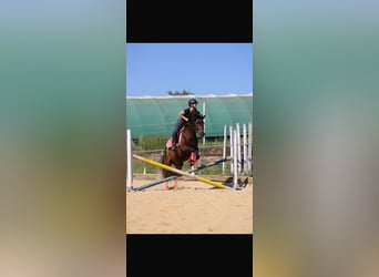 Hongaars sportpaard, Ruin, 8 Jaar, 150 cm, Bruin