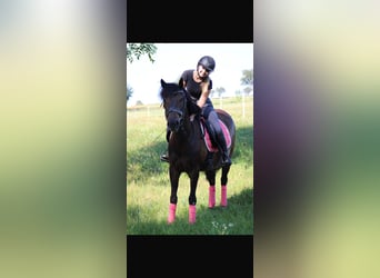 Hongaars sportpaard, Ruin, 8 Jaar, 150 cm, Bruin