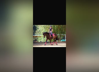 Hongaars sportpaard, Ruin, 8 Jaar, 150 cm, Bruin