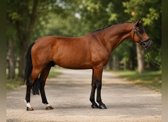 Hongaars sportpaard, Ruin, 8 Jaar, 160 cm, Bruin