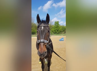 Hongaars sportpaard, Ruin, 8 Jaar, 163 cm, Donkerbruin