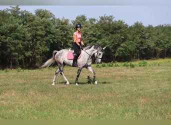 Hongaars sportpaard Mix, Ruin, 8 Jaar, 163 cm, Schimmel