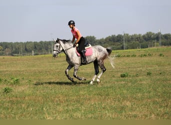 Hongaars sportpaard Mix, Ruin, 8 Jaar, 163 cm, Schimmel