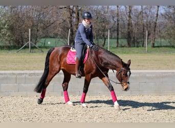 Hongaars sportpaard, Ruin, 8 Jaar, 164 cm, Roodbruin