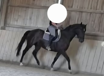 Hongaars sportpaard Mix, Ruin, 8 Jaar, 164 cm, Zwart
