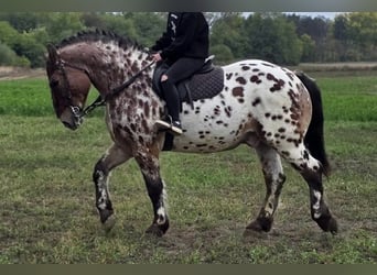 Hongaars sportpaard, Ruin, 8 Jaar, 169 cm, Appaloosa