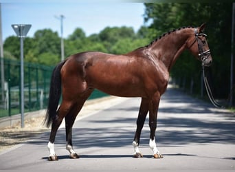 Hongaars sportpaard, Ruin, 8 Jaar, 170 cm, Bruin