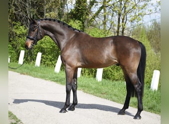 Hongaars sportpaard, Ruin, 8 Jaar, 170 cm, Bruin