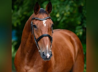 Hongaars sportpaard, Ruin, 8 Jaar, 170 cm, Bruin