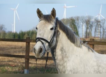 Hongaars sportpaard Mix, Ruin, 9 Jaar, 149 cm, Appelschimmel