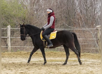 Hongaars sportpaard Mix, Ruin, 9 Jaar, 150 cm, Zwart