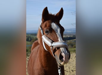 Hongaars sportpaard Mix, Ruin, 9 Jaar, 155 cm, Donkere-vos