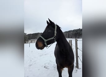 Hongaars sportpaard, Ruin, 9 Jaar, 156 cm, Donkerbruin