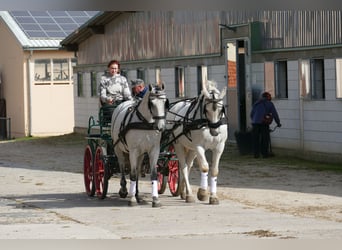 Hongaars sportpaard, Ruin, 9 Jaar, 163 cm, Schimmel