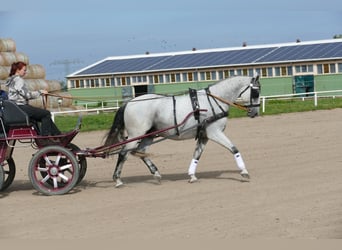 Hongaars sportpaard, Ruin, 9 Jaar, 163 cm, Schimmel